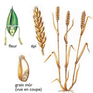 Farine de blé dur – 1 kg