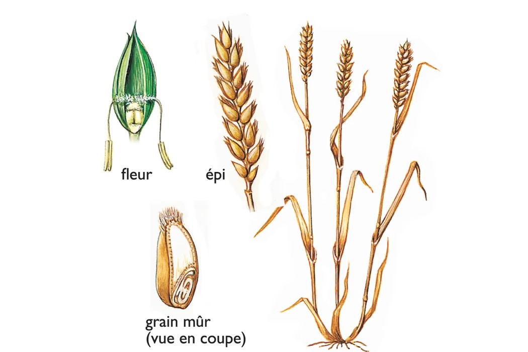 Farine de blé dur – 1 kg