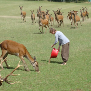 Chiffonnade de Daguet – Barquette 100 g