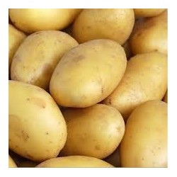 Pomme de terre Charlotte – 500 g