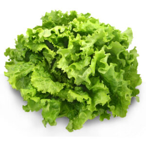 Salade "Batavia" - la pièce (quantités limitées)