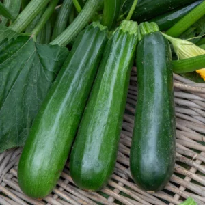Courgette verte 1kg "Les Légumes du Désert"