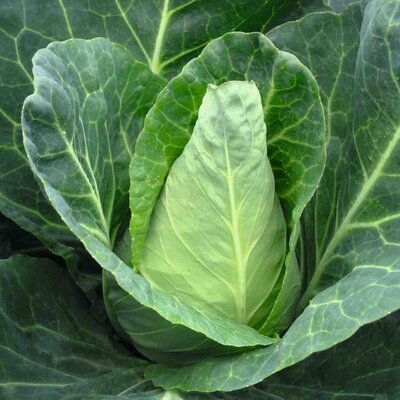 Chou pointu – à la pièce "Les Légumes du Désert"