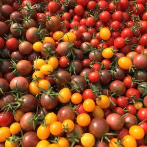 Tomate cerise – 500 g "Les Légumes du Désert"