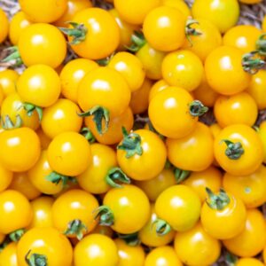 Tomate cerise jaune – 500 g "Les Légumes du Désert"