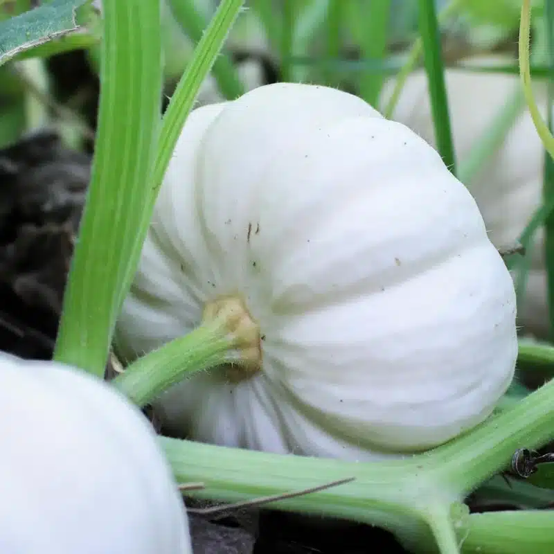 Courge Baby Boo – 500 g "Les Légumes du Désert"