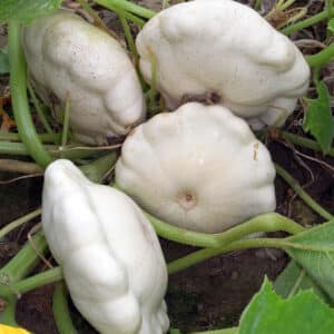 Pâtisson blanc – Environ 1,5 kg "Les Légumes du Désert"