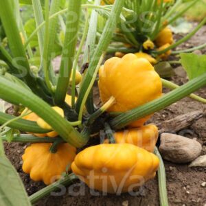Pâtisson orange – Environ 1,5 kg "Les Légumes du Désert"